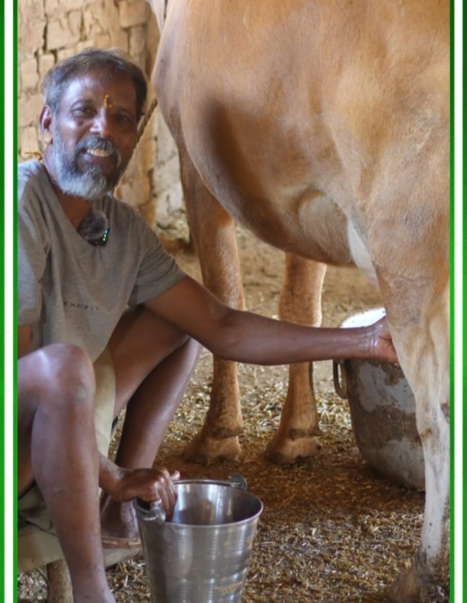 ।27 गाय प्रतिदिन 60 लिटर देती है दूध  गौपालन आय का उत्तम साधन